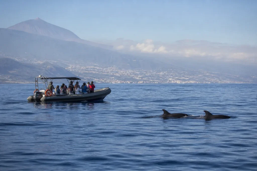 Avistamiento de ballenas y delfines